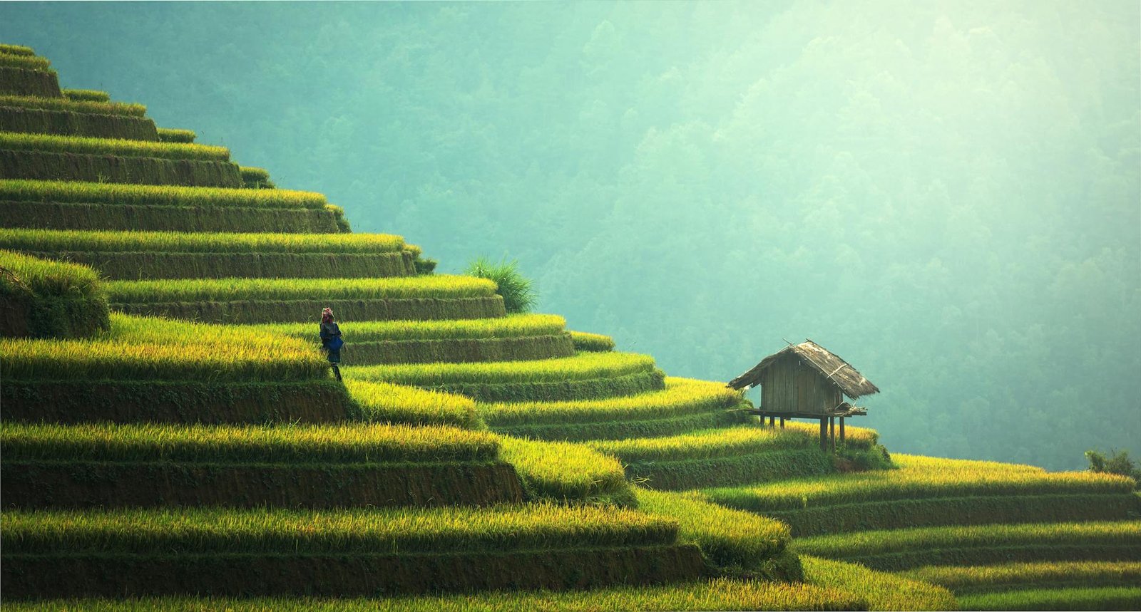 A picturesque view of rice terraces and a small hut in the misty Asian countryside.
