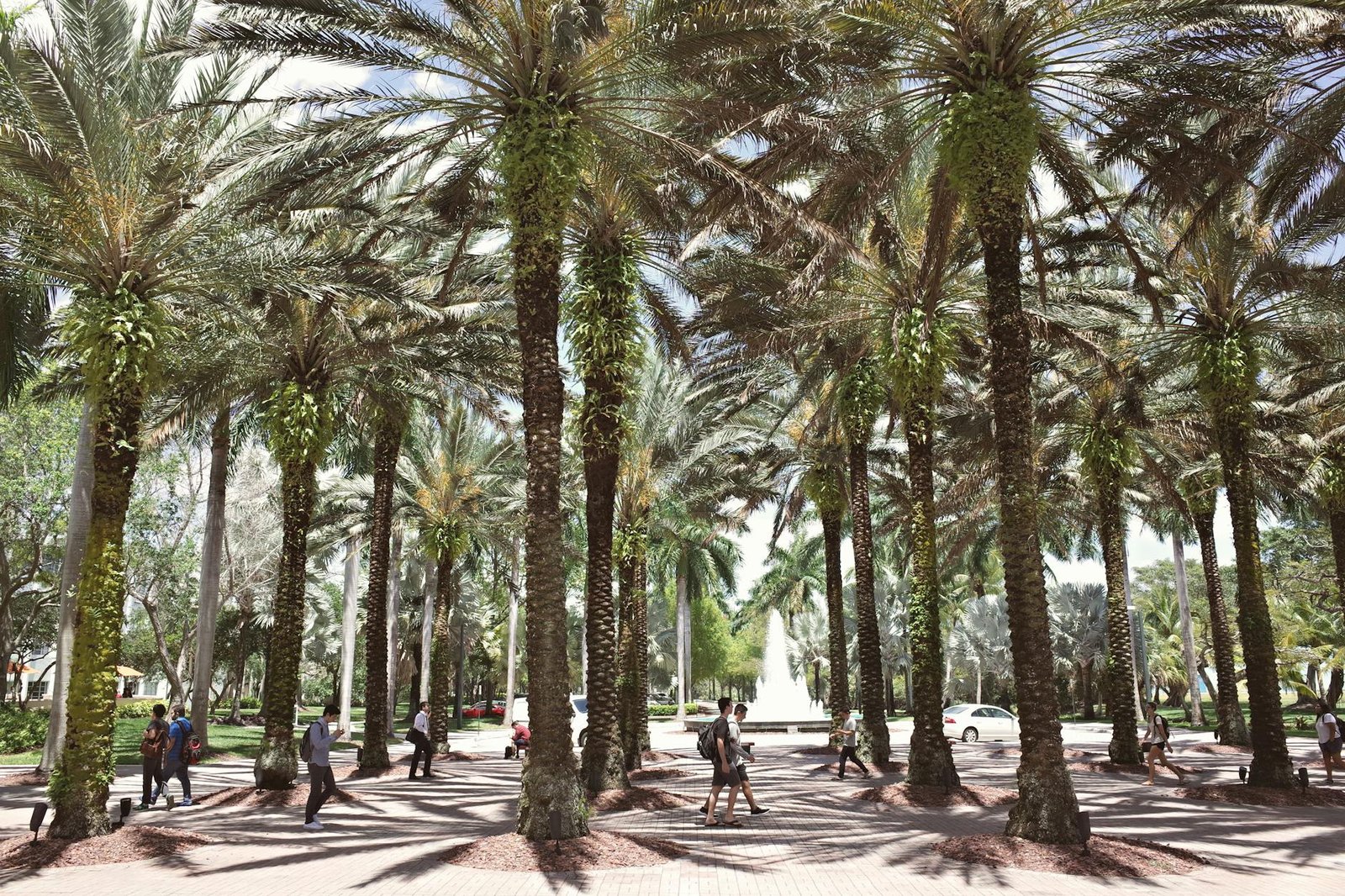 Students walking beneath towering palms at a sunlit university campus plaza.